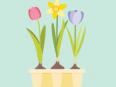 Spring Bulb Planting